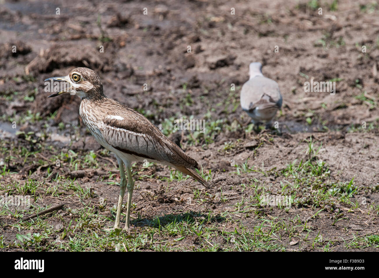 Ein Wasser-Thick-knee mit einer Taube im Hintergrund aufrufen Stockfoto