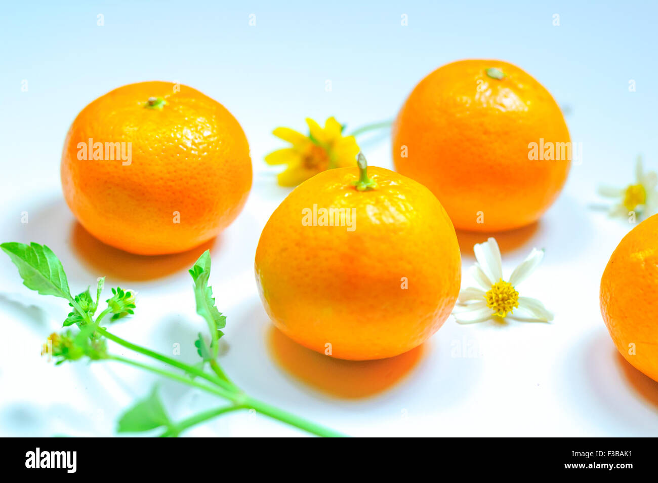 Orangen auf dem weißen Hintergrund Stockfoto