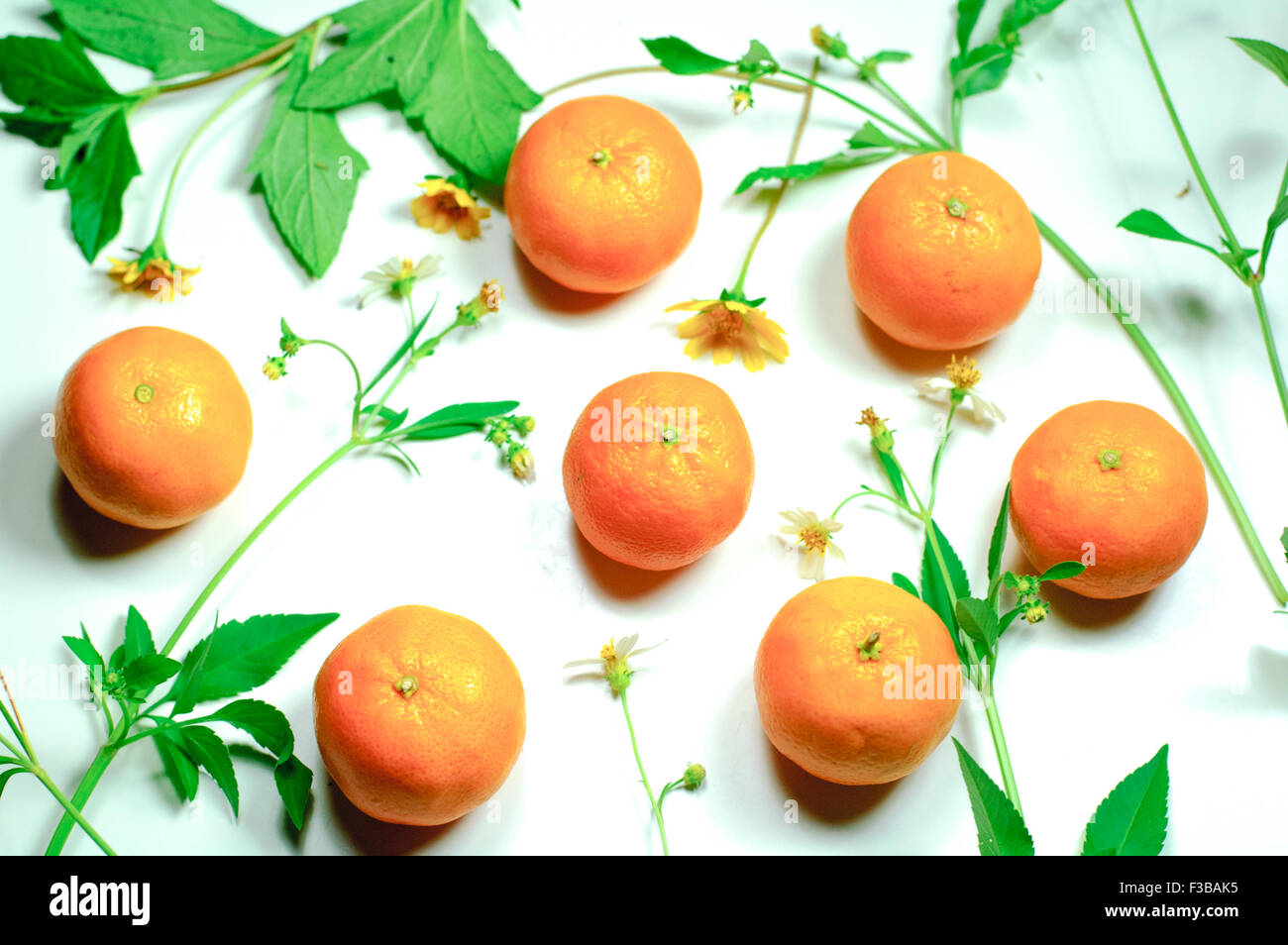 Orangen auf dem weißen Hintergrund Stockfoto