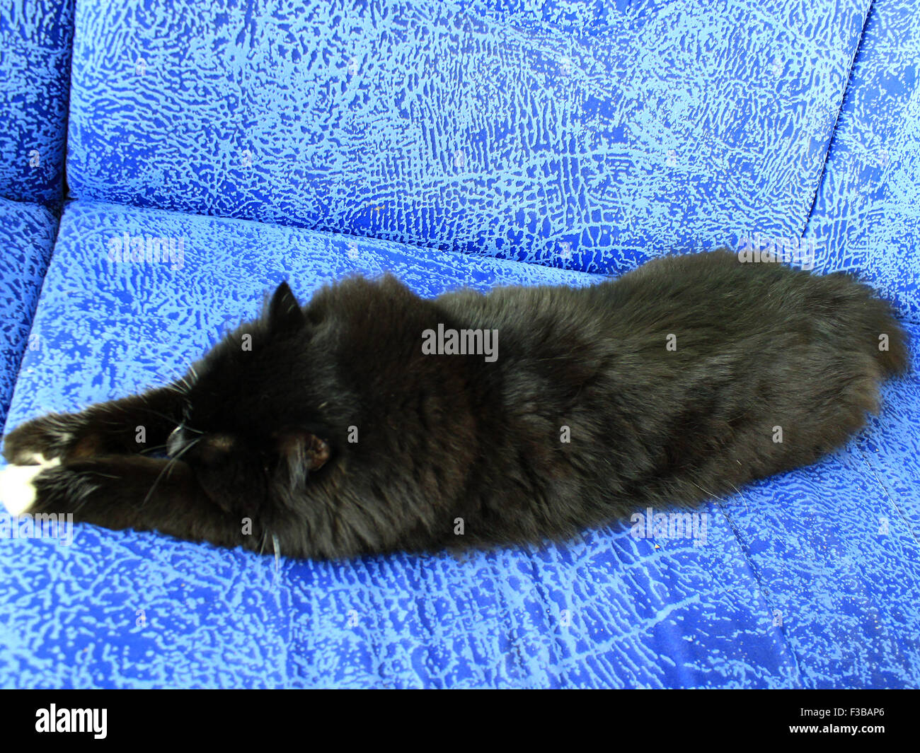 schwarzen müde Katze schläft auf dem blauen sofa Stockfoto