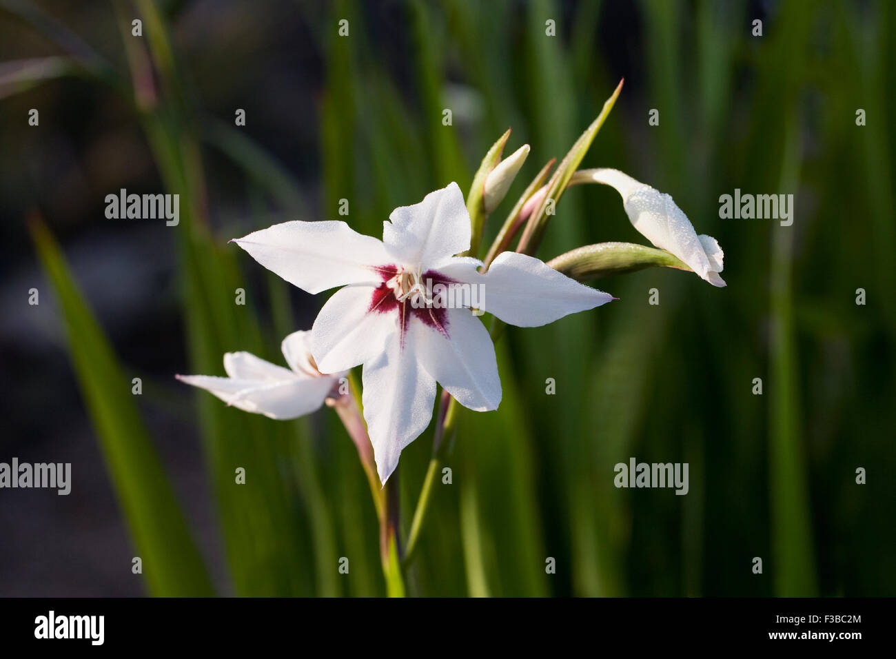 Abessinische gladiolen Fotos und Bildmaterial in hoher Auflösung Alamy