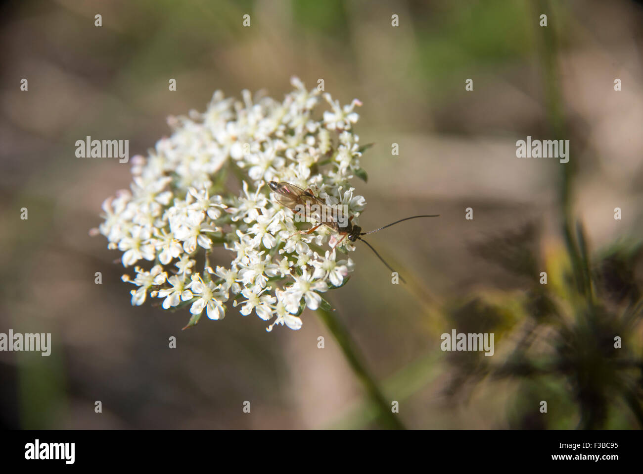 weiße Blume mit Insekt Stockfoto
