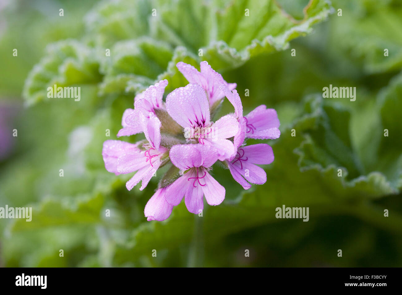 Pelargonium "Attar of Roses". Duftende Blatt Pelargonien. Stockfoto