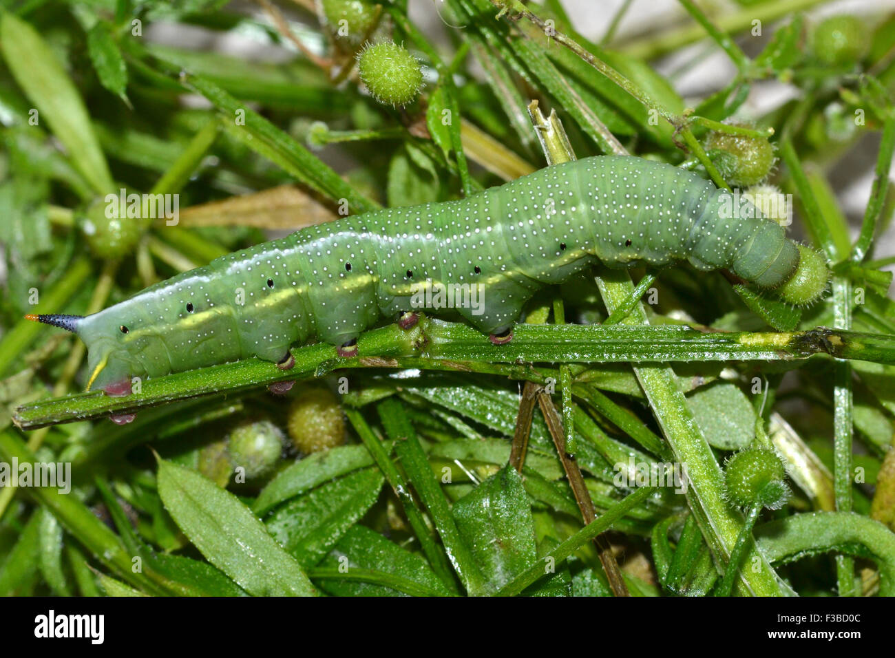 Kolibri Hawk Moth Raupe, Fütterung. Erwachsenen wandert über den Ärmelkanal nach England in kleinen Stückzahlen pro Jahr. Stockfoto