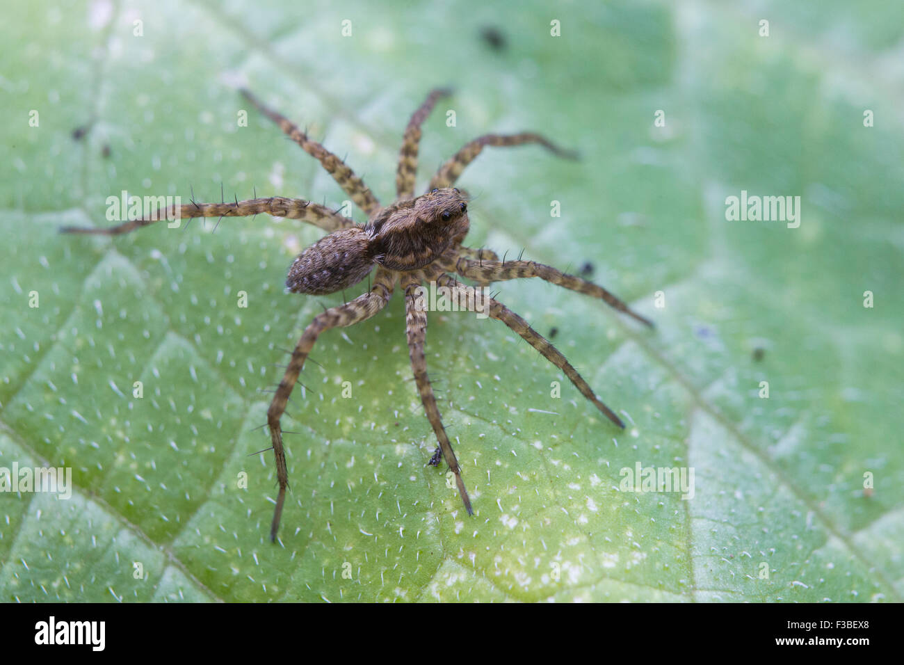 Wolf Spider bereit zum Angriff Stockfoto