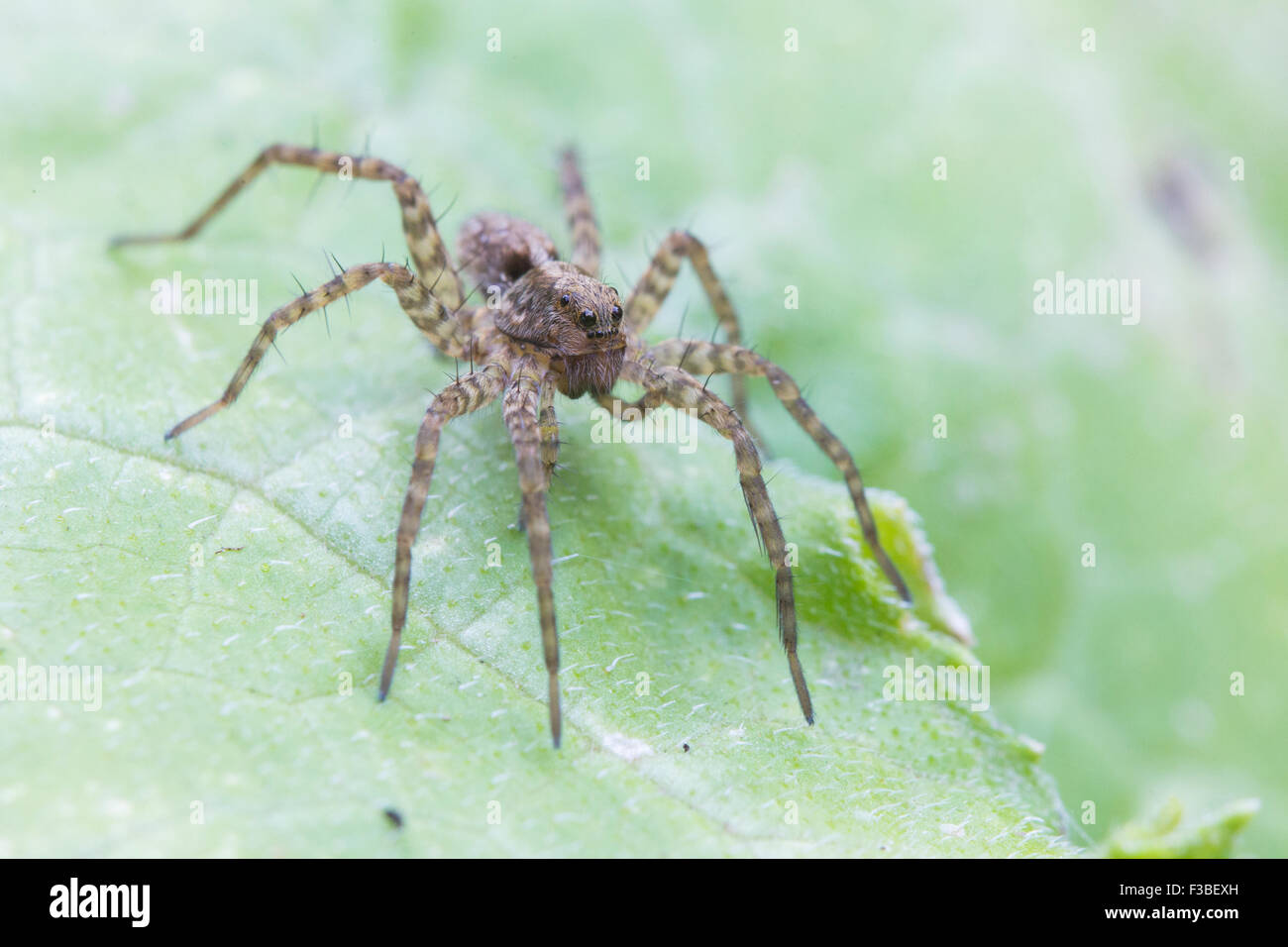 Wolf Spider bereit zum Angriff Stockfoto