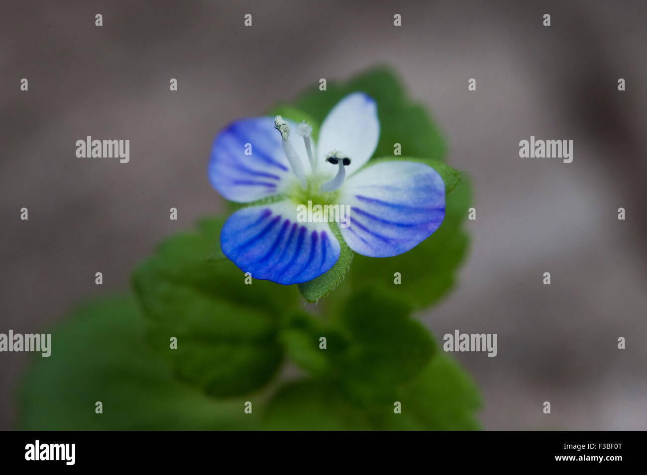 Germander speedwell, Vogelperspektive Ehrenpreis (Veronica chamaedrys) Stockfoto