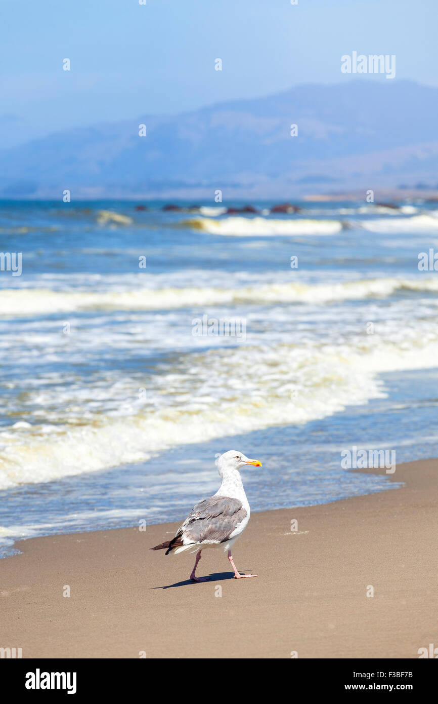 Seagull Beach, Kalifornien, USA. Stockfoto