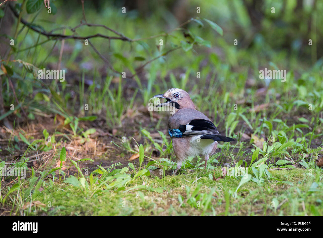 Eichelhäher (Garrulus Glandarius) mit Hutmutter Stockfoto