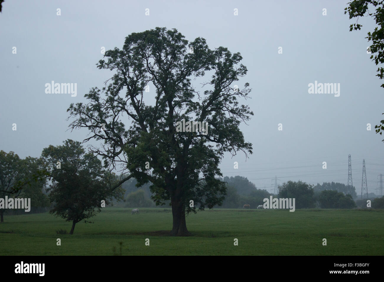 Zwei Bäume stehen alleine in einem Feld mit mehr Bäume am Horizont. Es ist ein bewölkter Tag. Stockfoto