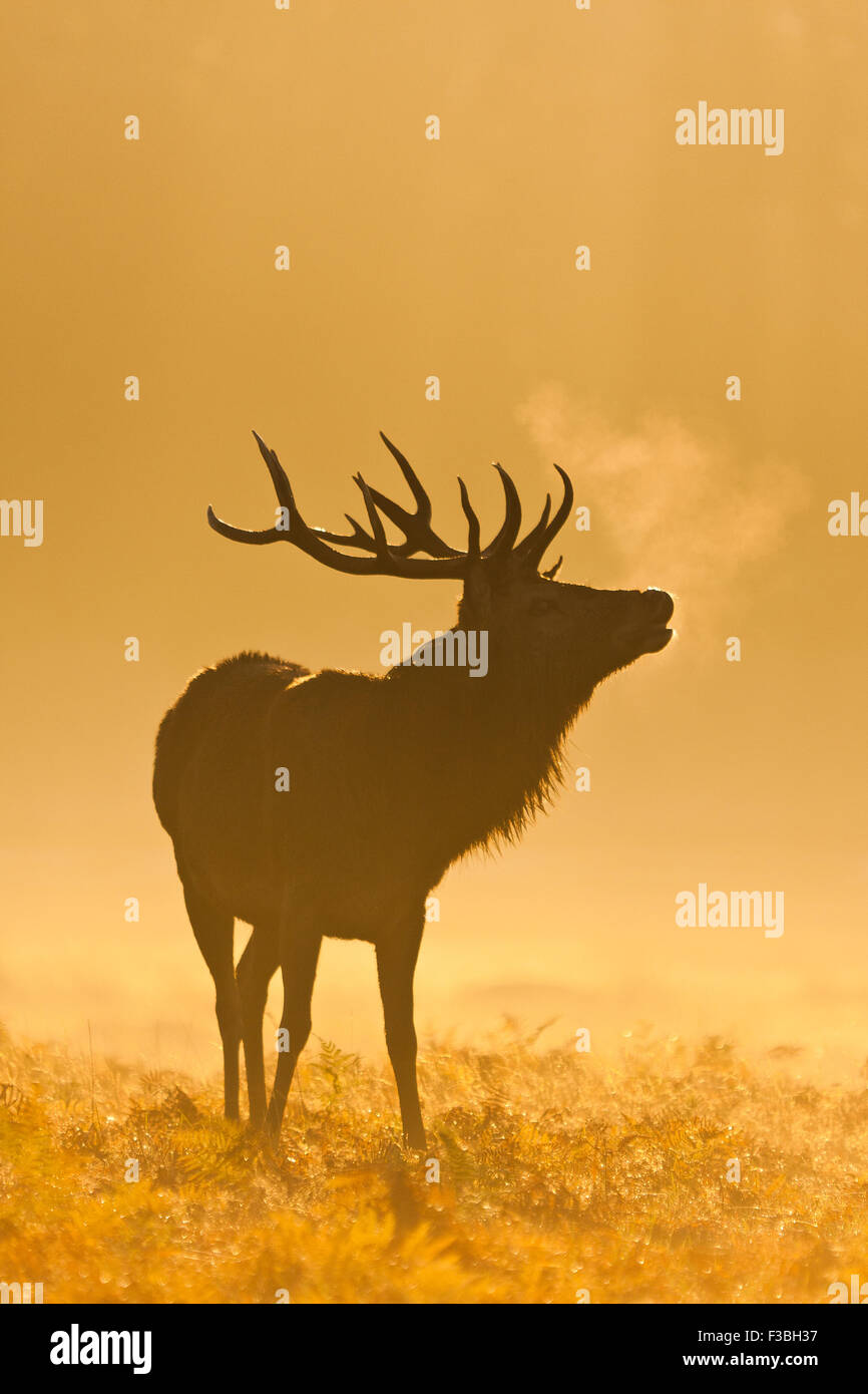 Silhouette des Rotwild-Hirsch im frühen Morgenlicht Stockfoto