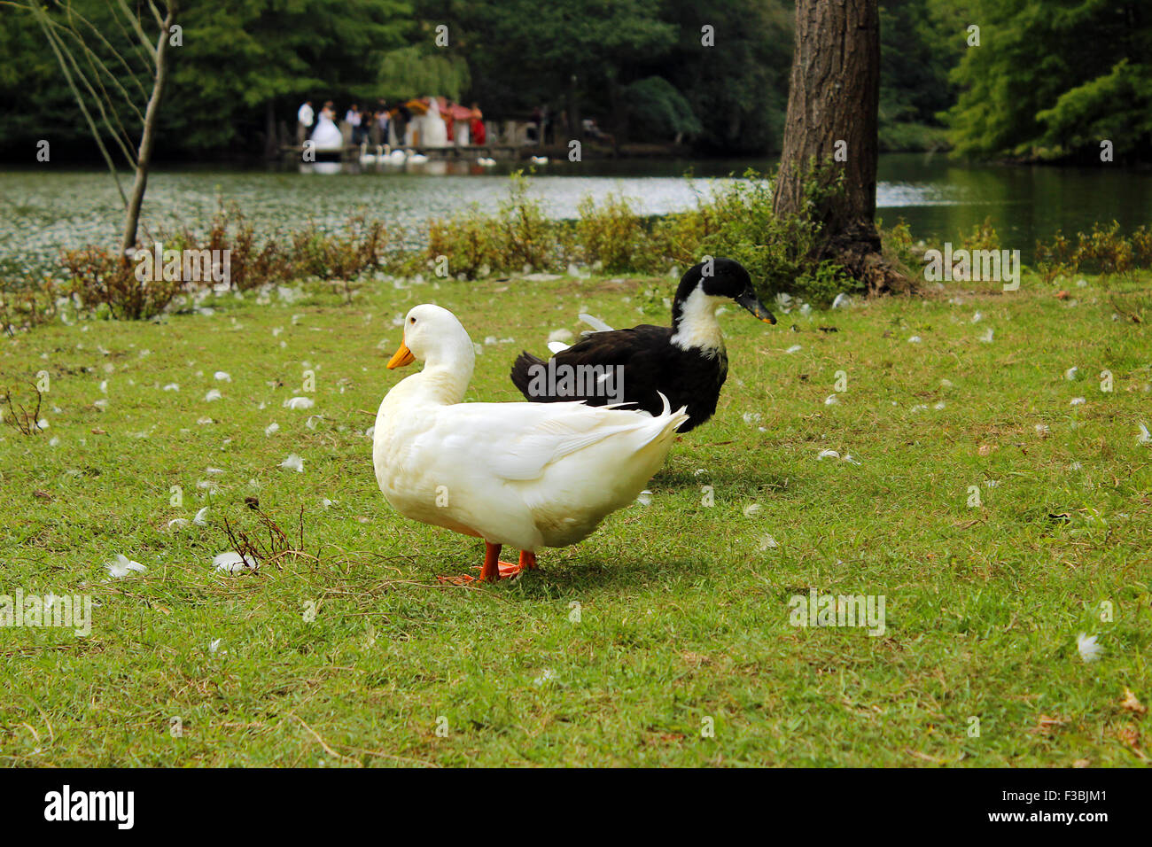 Zwei Enten entgegengesetzte Richtungen betrachten Stockfoto