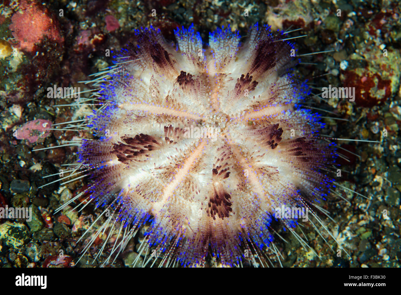 Giftige Seeigel, Asthenosoma Varium, Flores Indonesien Stockfoto