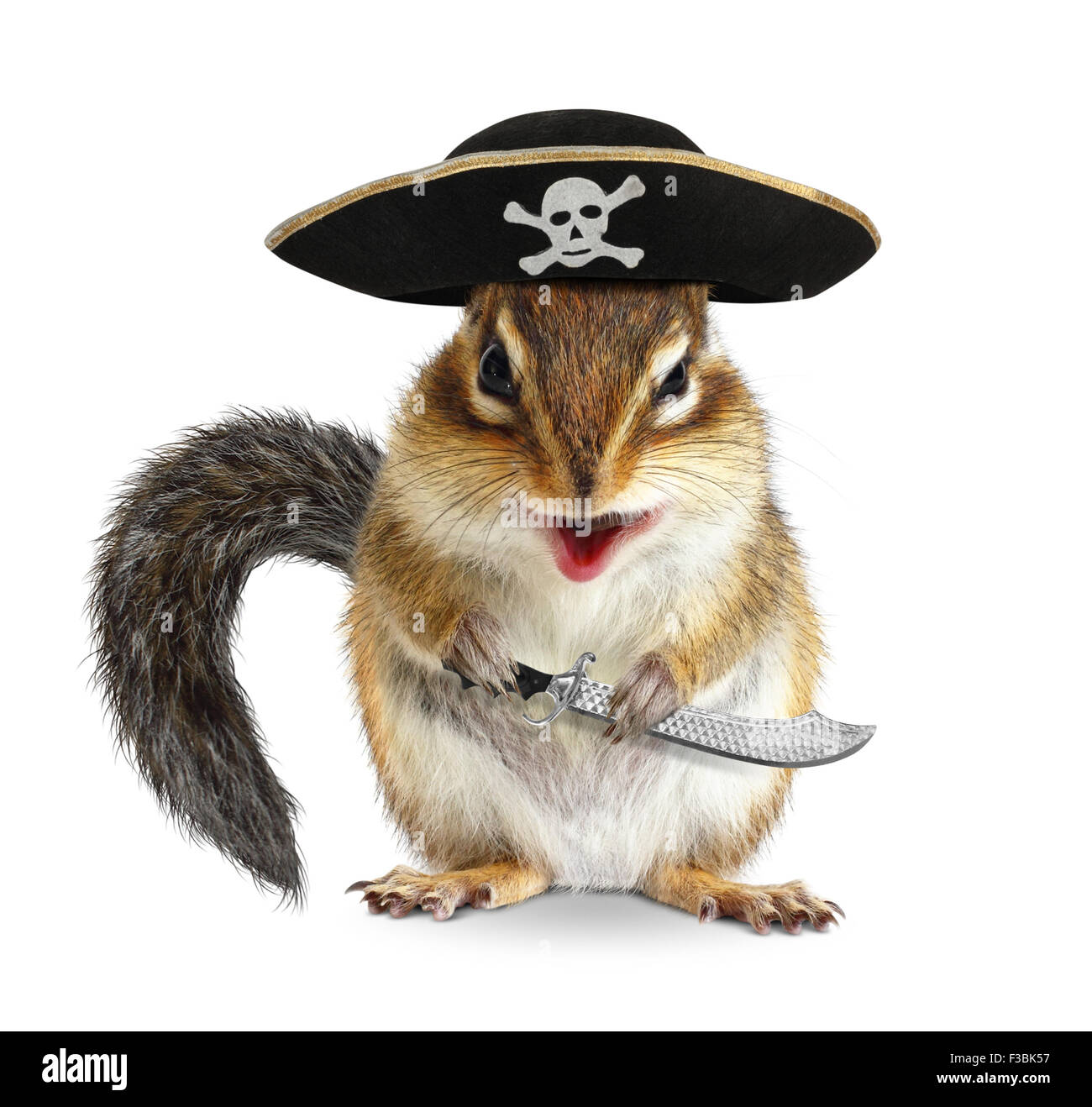 Lustige Tier Pirat, Streifenhörnchen mit Hut und Säbel Stockfoto