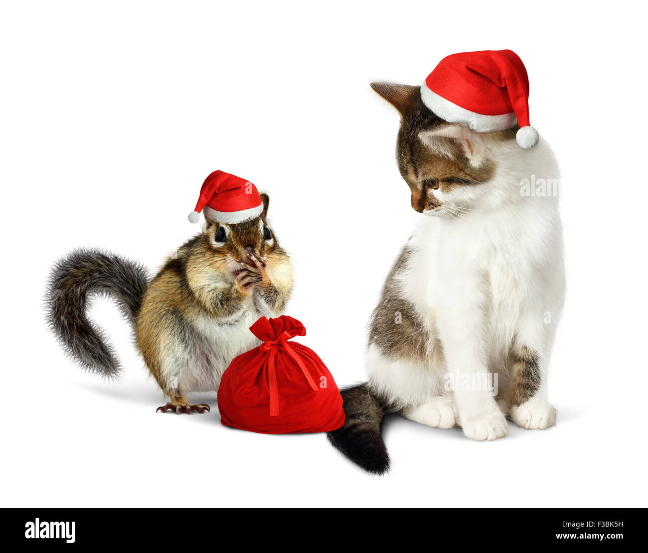 Lustige Xmas Haustiere, Lustige Streifenhörnchen und Katze mit Weihnachtsmütze und sack Stockfoto