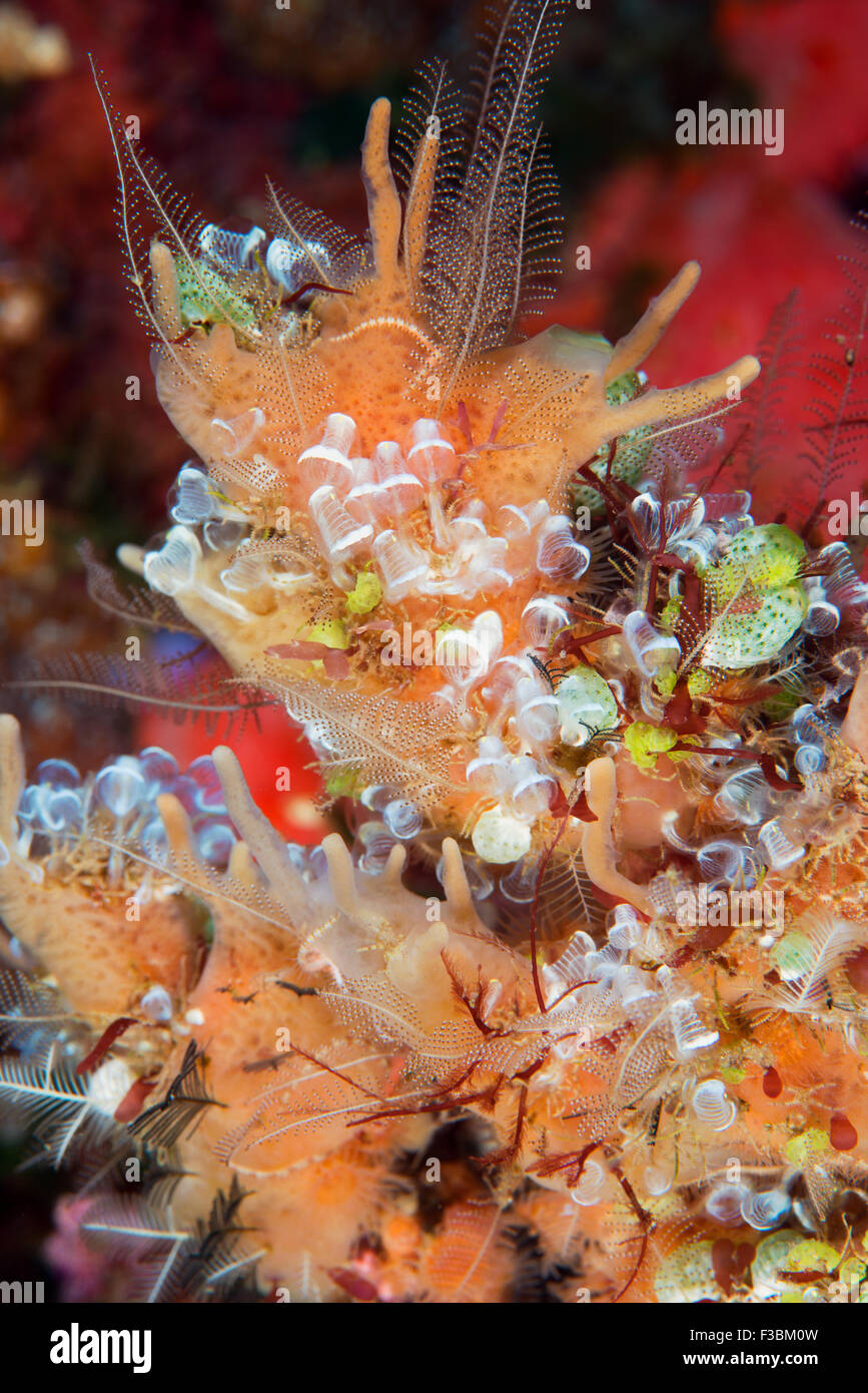 Cluster von Ascidian Alor-Indonesien Stockfoto