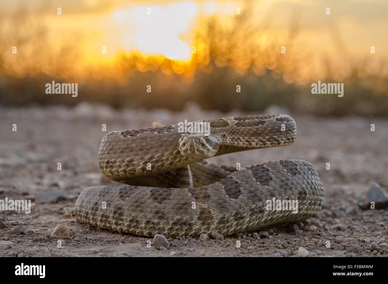 Prärie-Klapperschlange (Crotalus Viridis), Valencia co., New Mexico, USA. Stockfoto