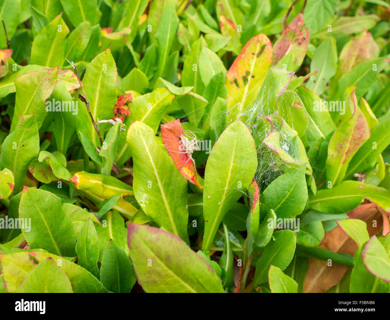 Spinne in einem Netz zwischen einer Pflanze Blätter Stockfoto