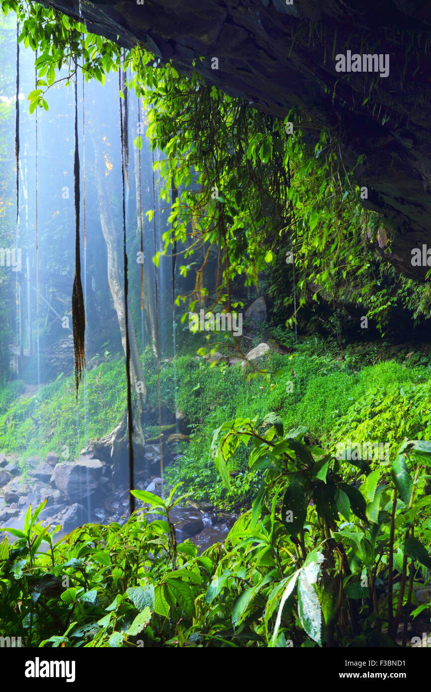 Hinter dem Schleier der Kristall Dusche fällt entlang der Wonga Spaziergang im Dorrigo National Park, Dorrigo, NSW, Australien. Stockfoto