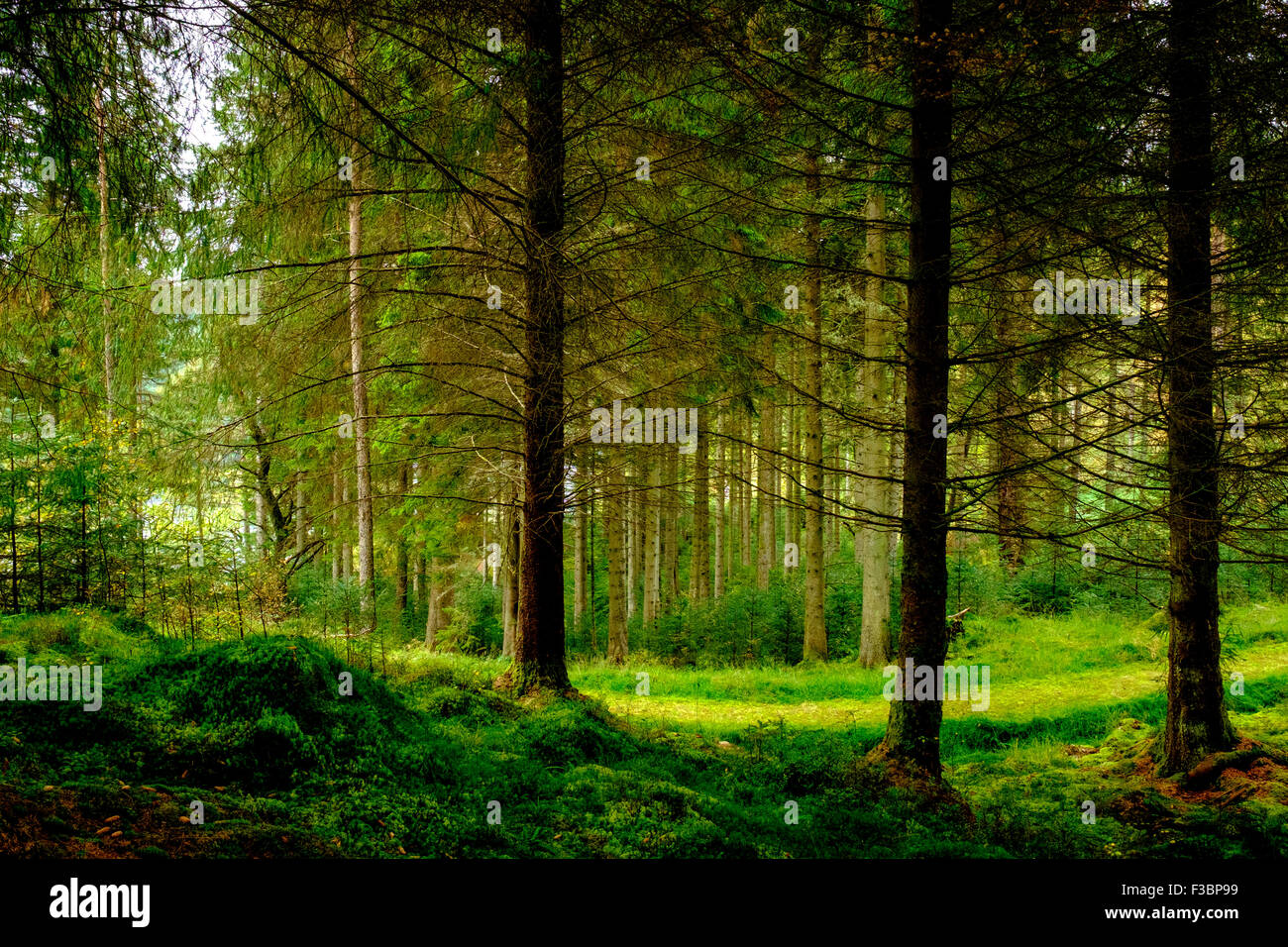 Der Wald in der Nähe von Loch Drunkie in the Trossachs National Park, Schottland Stockfoto