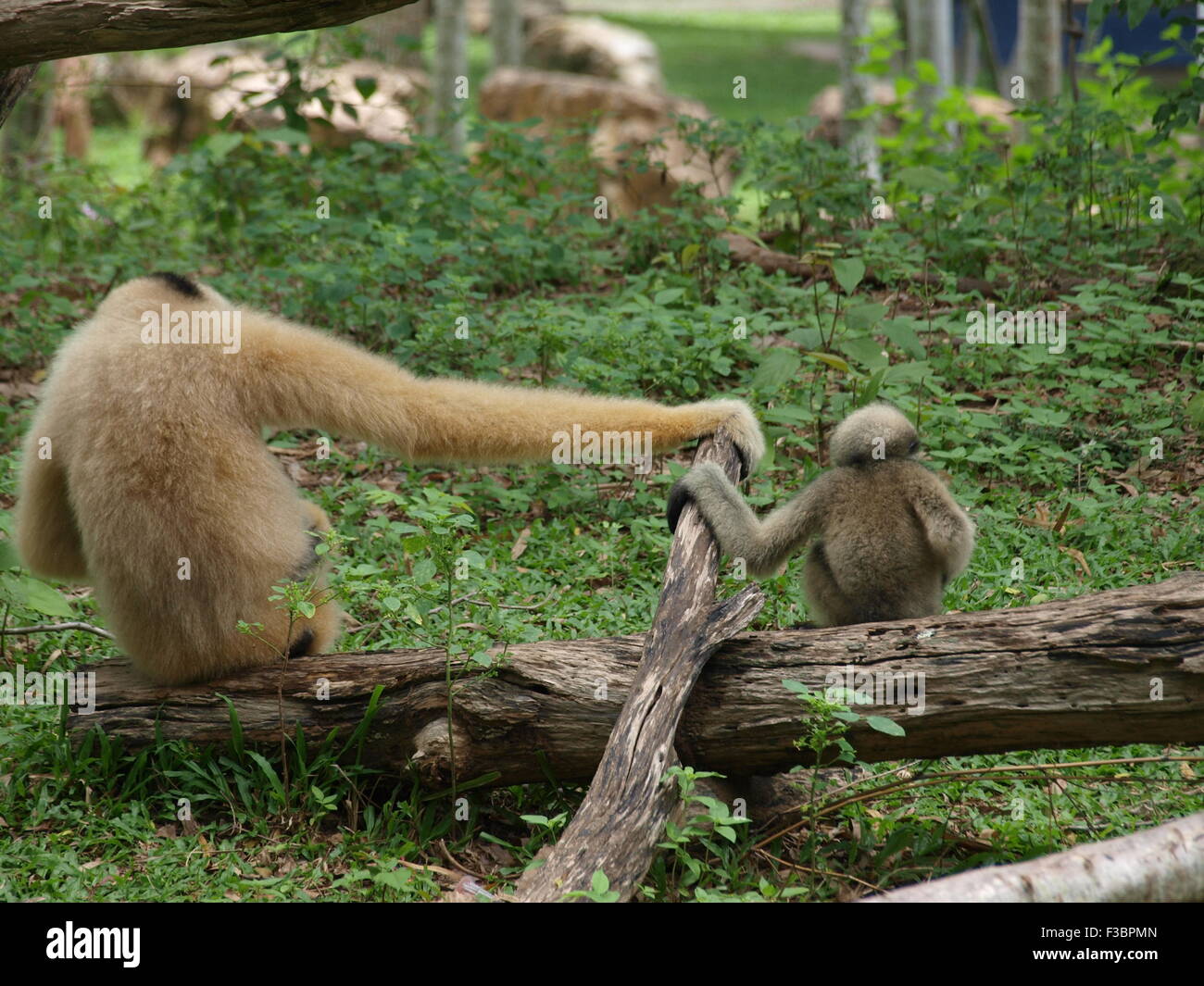 Baby Lar Gibbon imitiert es ist Mutter Stockfoto