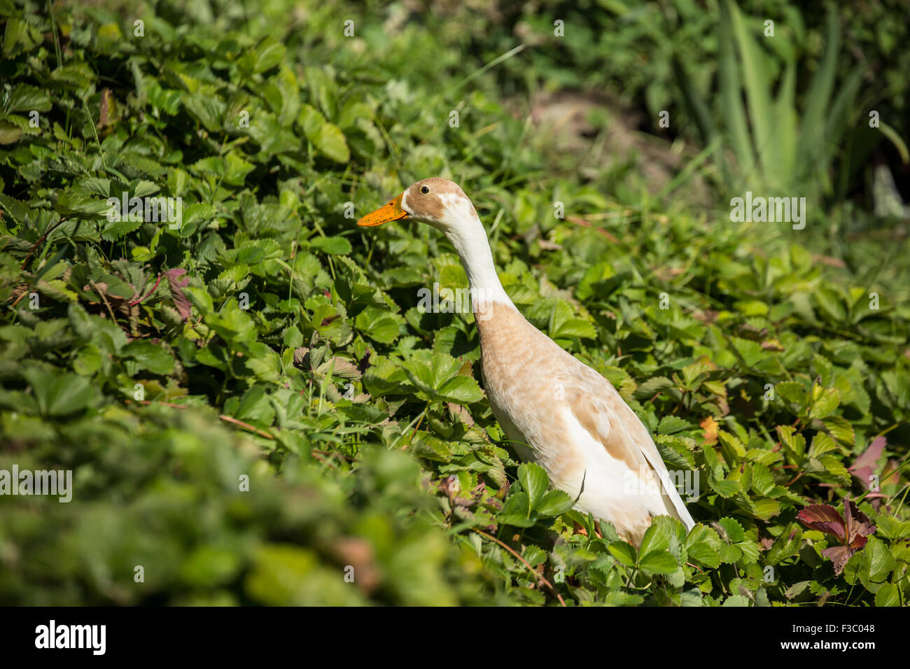 Weisse enten im herbst Fotos und Bildmaterial in hoher Auflösung Alamy