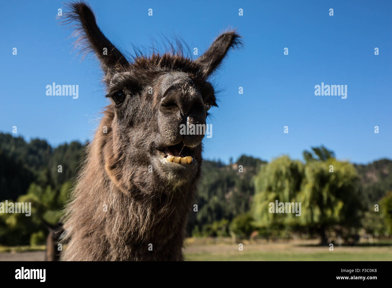 Lama-Porträt auf der Purple Crayon-Ranch in Leavenworth, Washington, USA Stockfoto