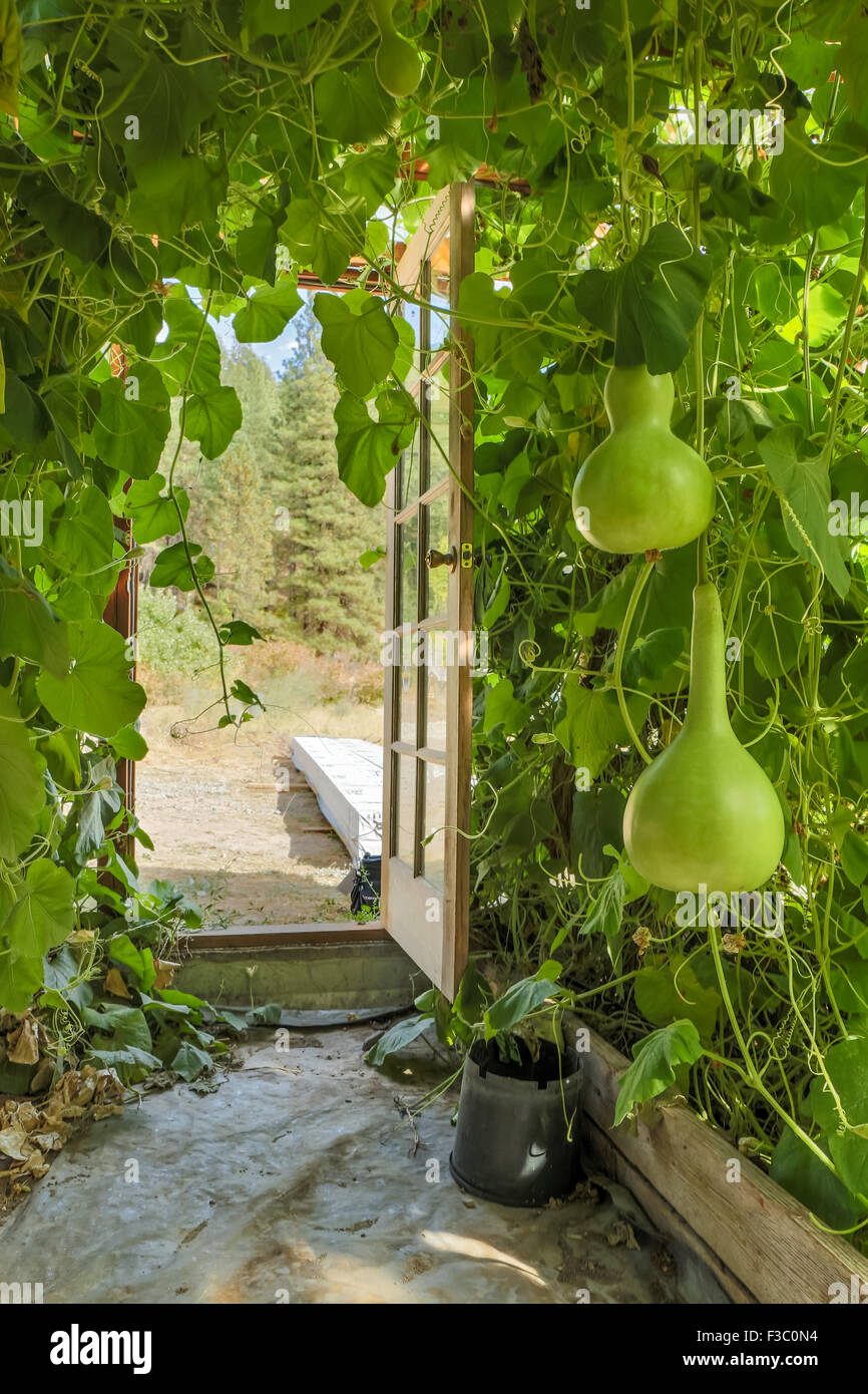 Gesprenkelte Swan Kürbis, eine Flasche / Vogelhaus Kürbis, wachsen auf einer Laube in einem Gewächshaus in Leavenworth, Washington, USA Stockfoto
