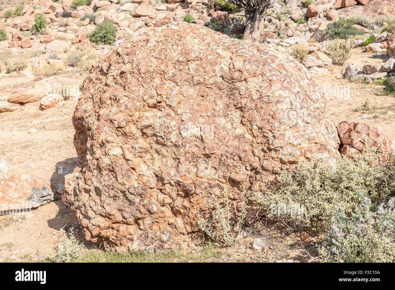 Kugelförmige Granit, eine seltene Tiefengestein im endständigen Hill in der Nähe von Concordia, eine Kleinstadt in der nördlichen Kap Namaqual Stockfoto
