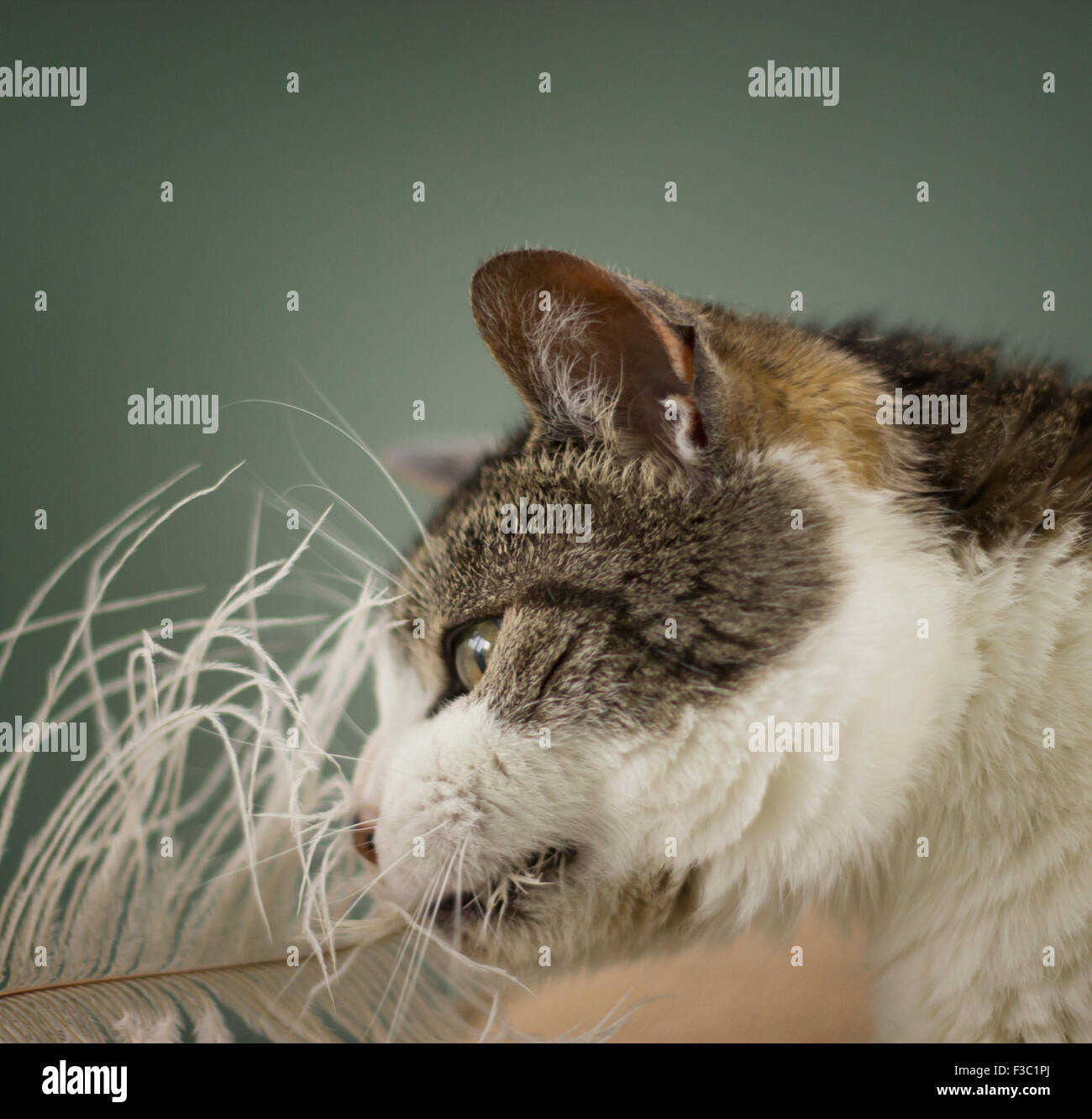 Weiße und graue Tabby Katze spielt mit einer Feder. Stockfoto