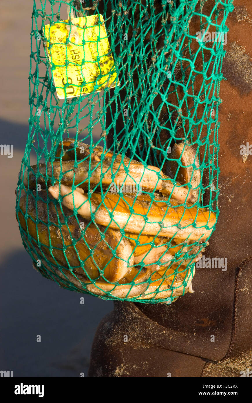 Razor Clam, Long Beach, Washington Stockfoto