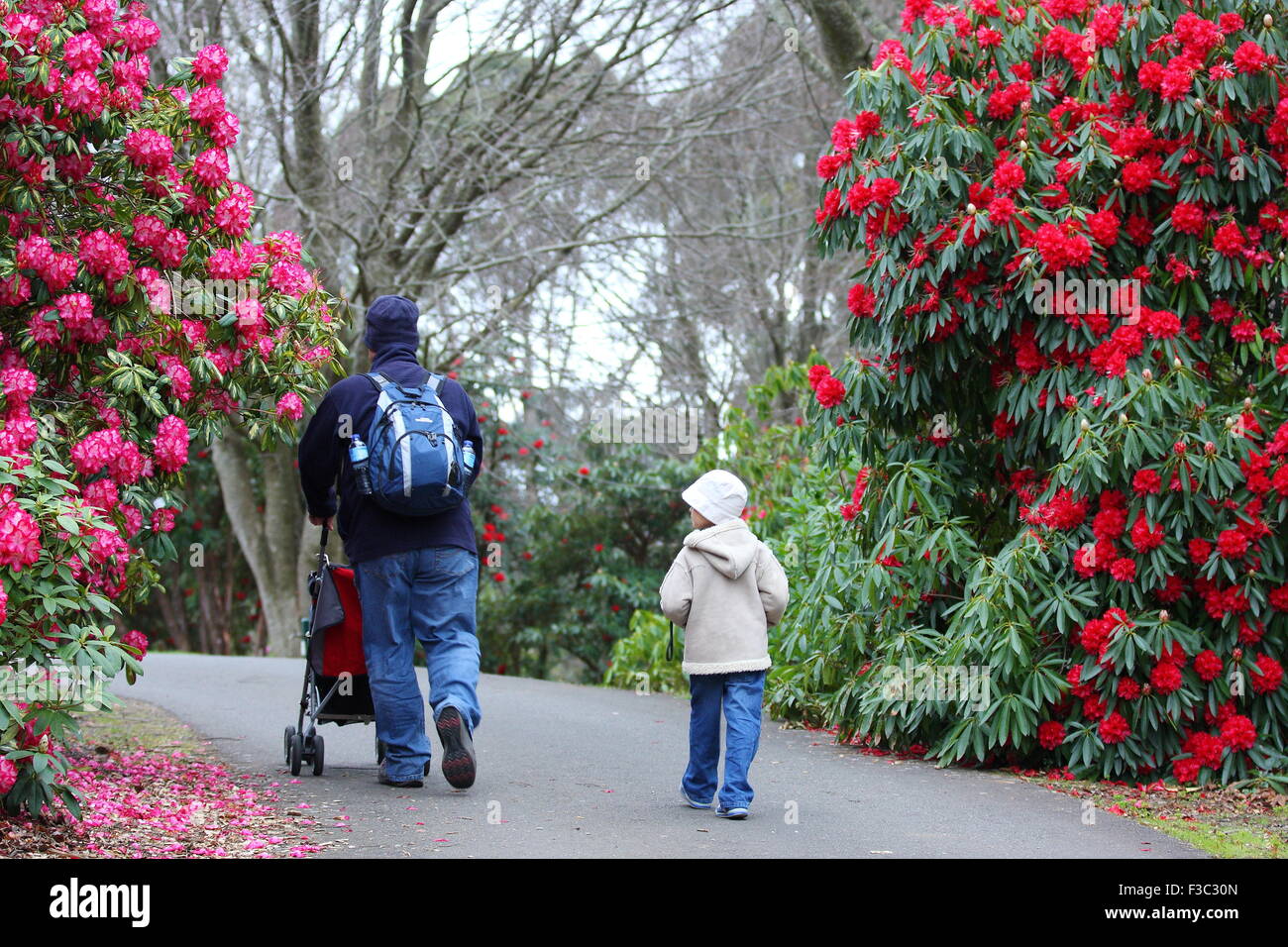 Vater und Sohn wandern in Rhododendron Garten Melbourne Victoria Australien im Frühling Stockfoto