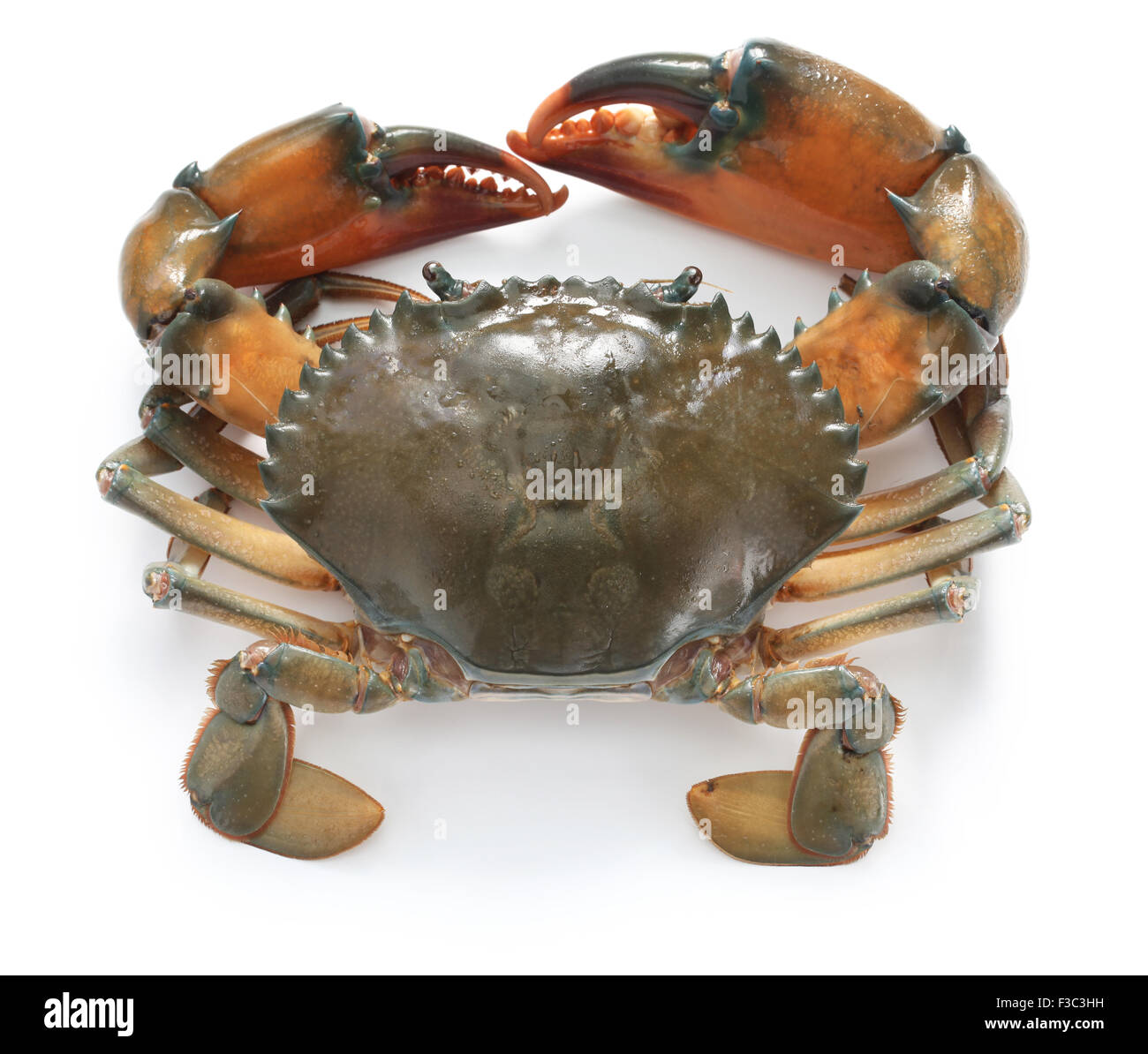 Mud Crab männlich isoliert auf weißem Hintergrund Stockfoto
