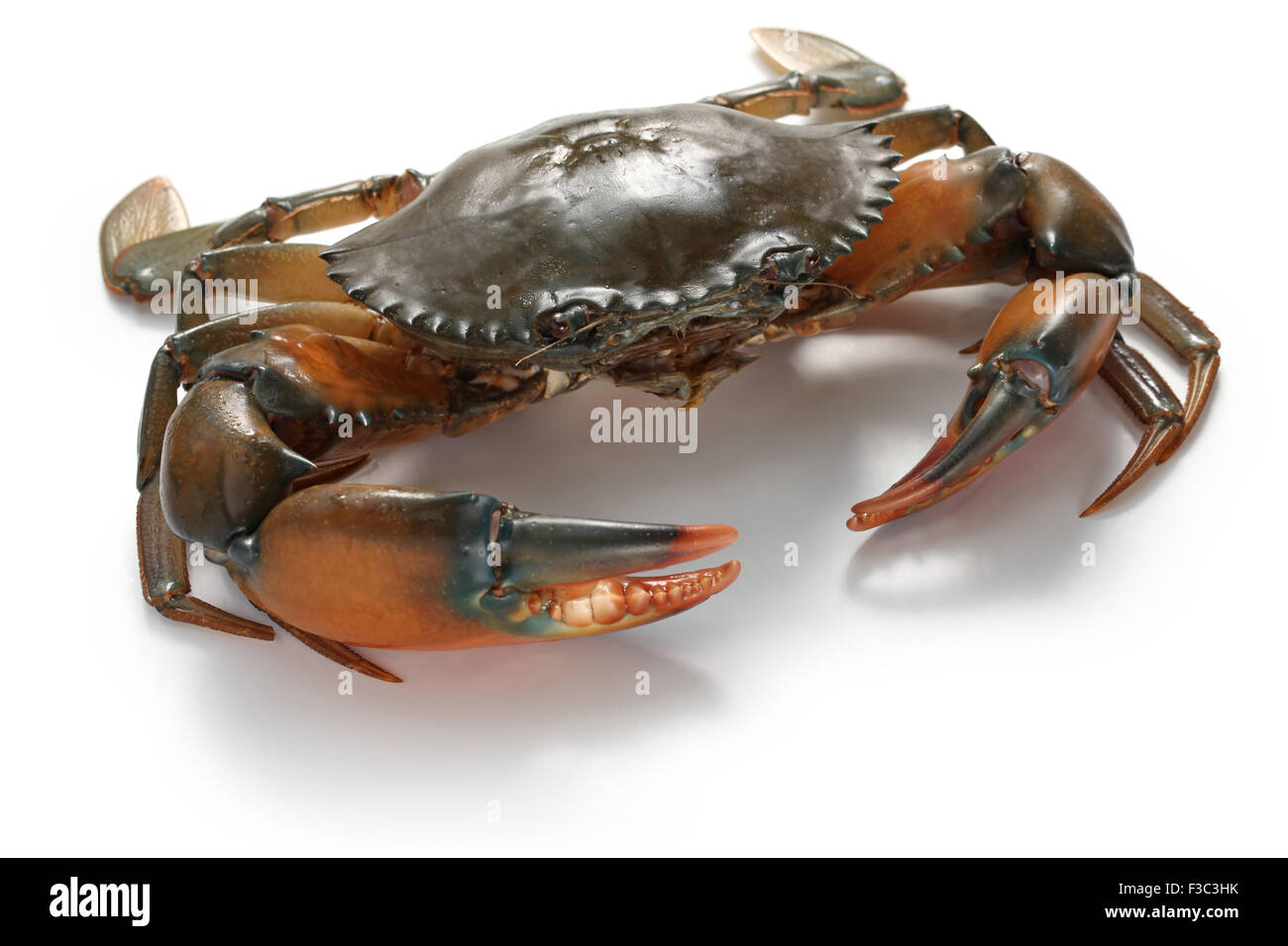 Mud Crab männlich isoliert auf weißem Hintergrund Stockfoto