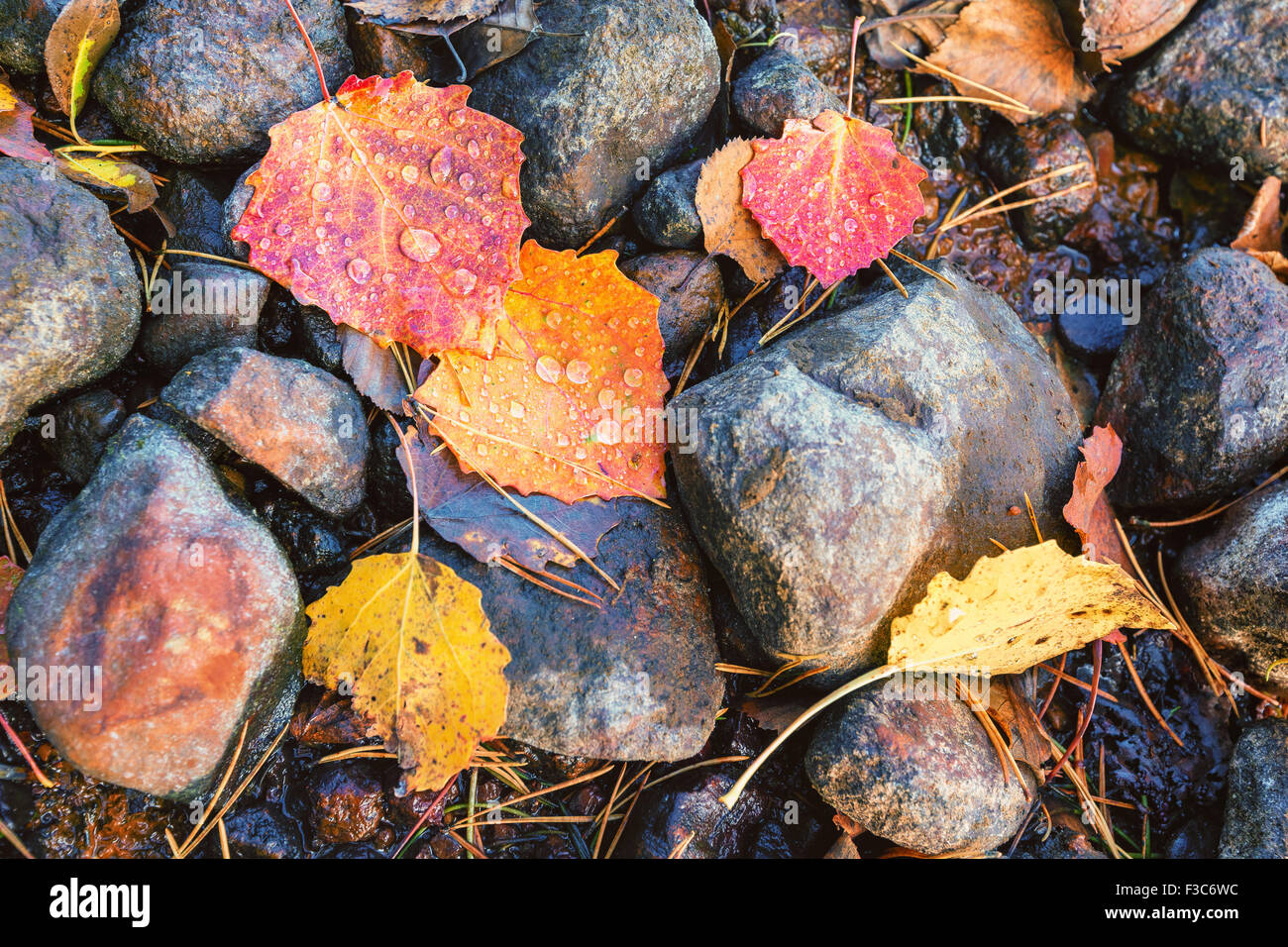 Herbstfarben im Liesjärvi Nationalpark, Tammela, Finnland, Europa, EU Stockfoto