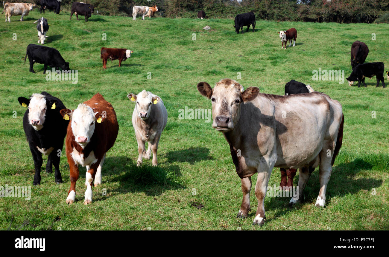 Irische Rinder in County Monaghan, Irland Stockfoto