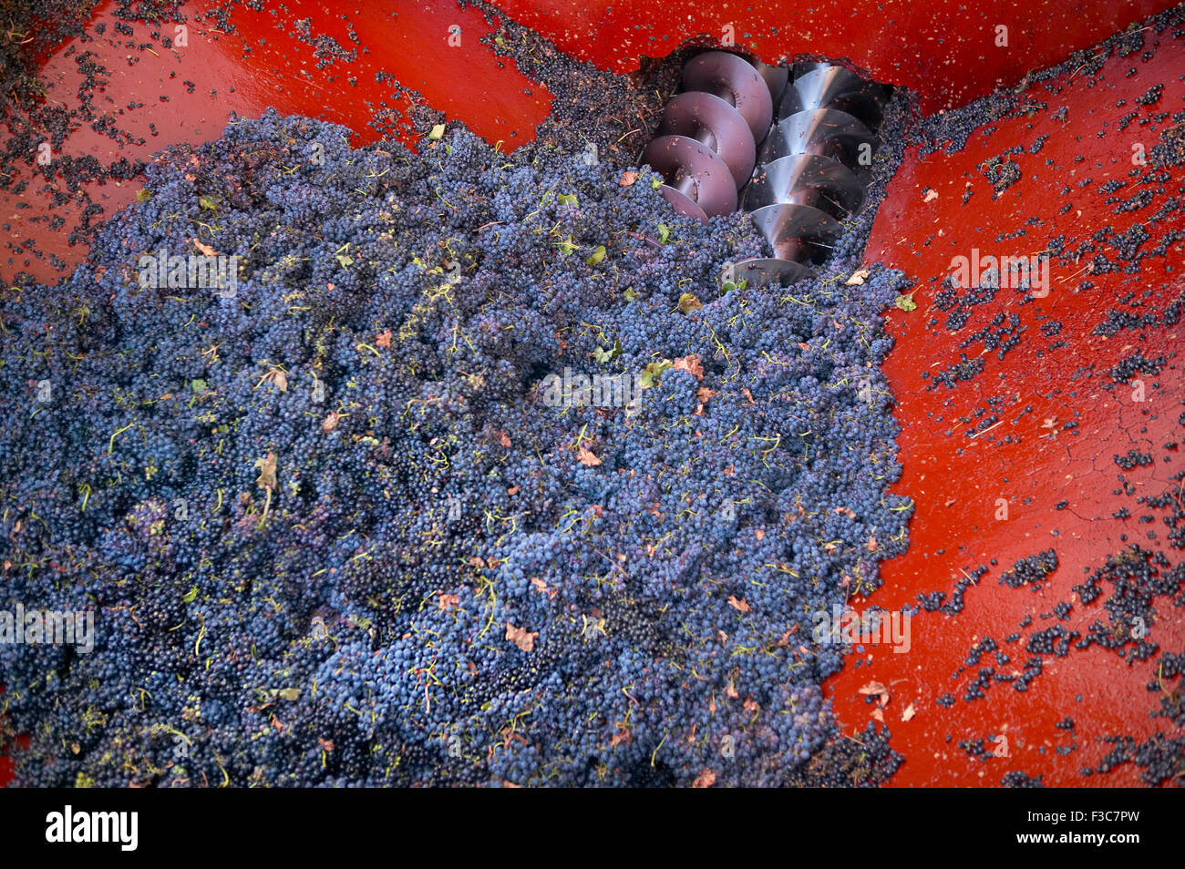 Ernte der Trauben in der Rezeption-Brunnen für de-stemmer Stockfoto