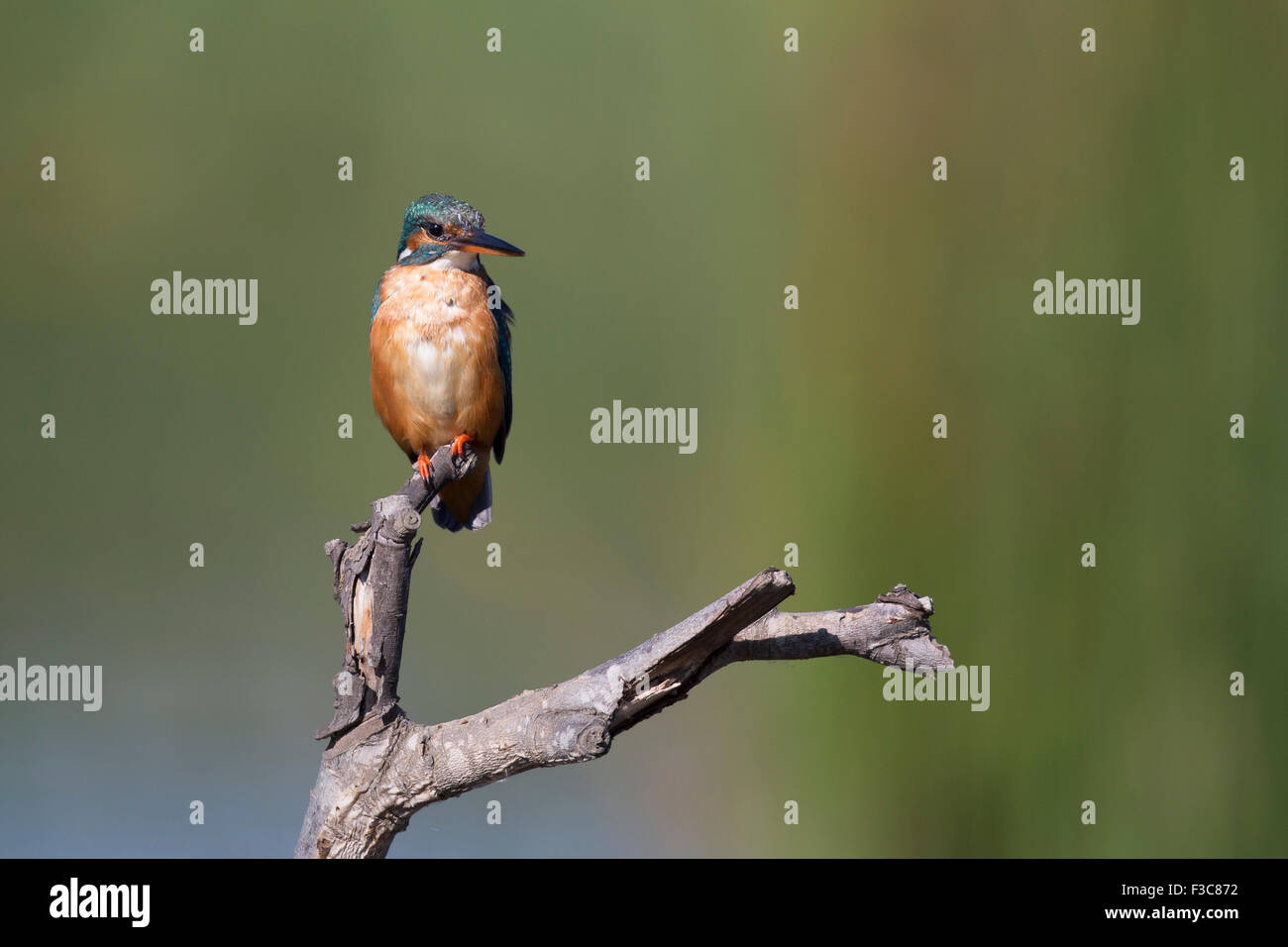 Eisvogel Stockfoto