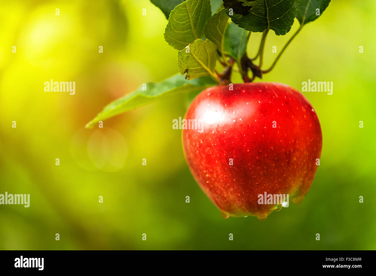 Roter Apfel am Zweig, Bio homegrown Obst im Apfelgarten. Stockfoto