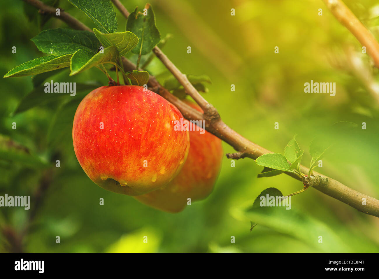 Zwei rote Äpfel am Zweig, Bio homegrown Obst im Apfelgarten. Stockfoto