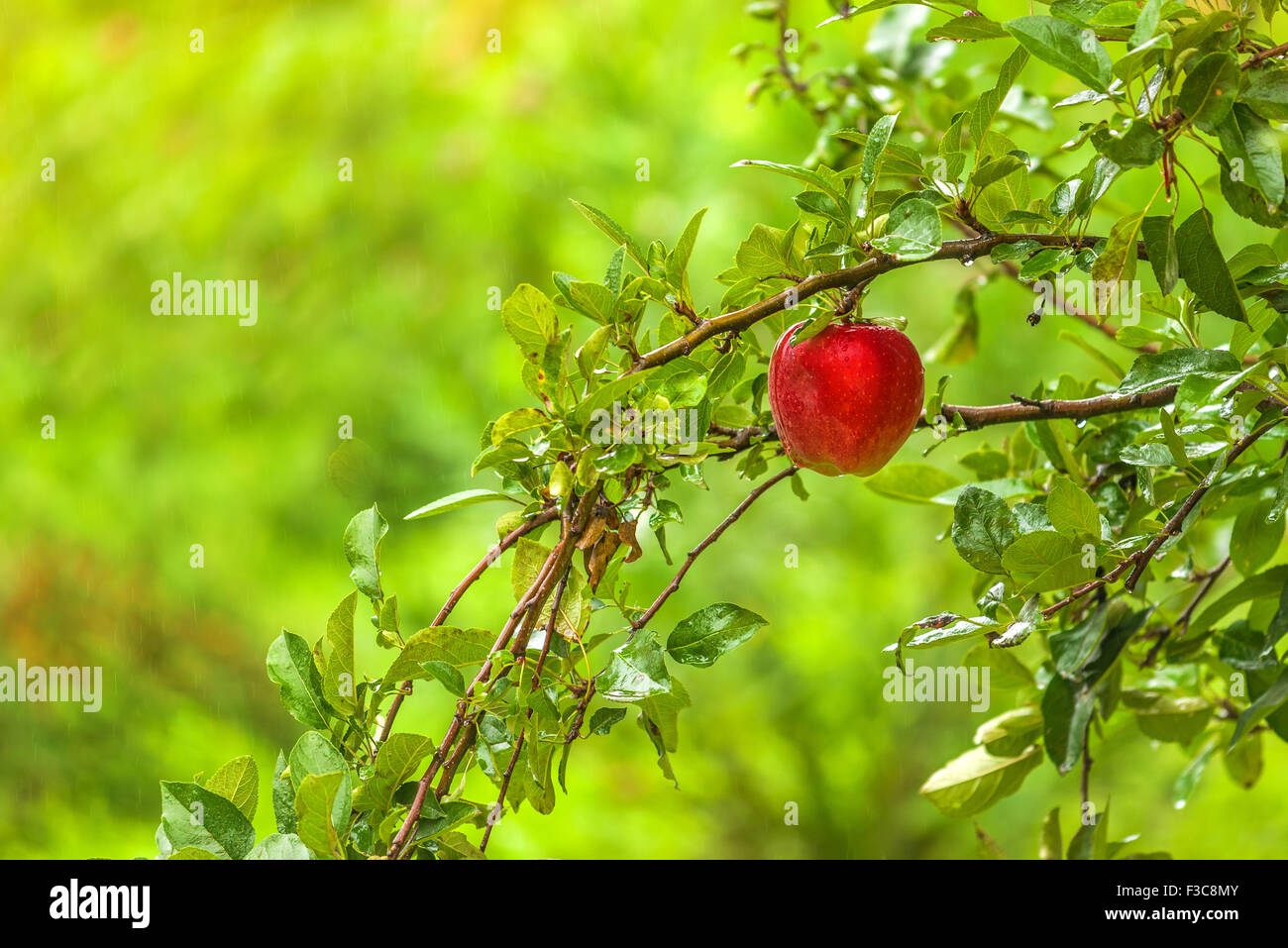 Roter Apfel am Zweig im Obstgarten, Bio homegrown Frucht am Baum. Stockfoto