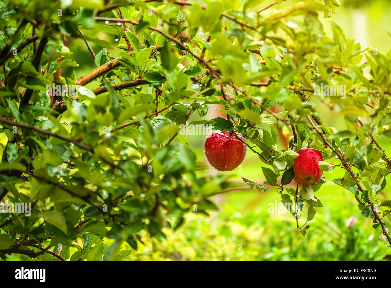 Rote Äpfel am Zweig im Obstgarten, Bio homegrown Frucht am Baum. Stockfoto