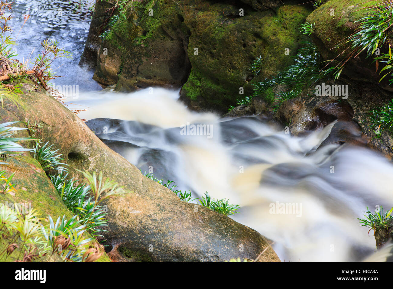 Kleiner Wasserfall im Dschungel Stockfoto