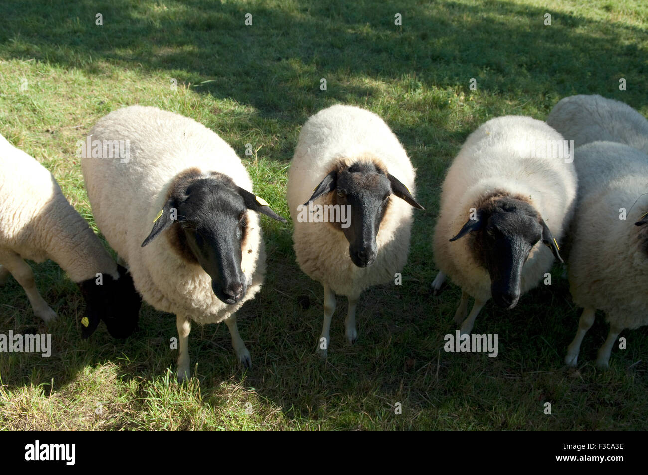 Rhoenschafe, Gefaerdete, Schafrasse Stockfoto