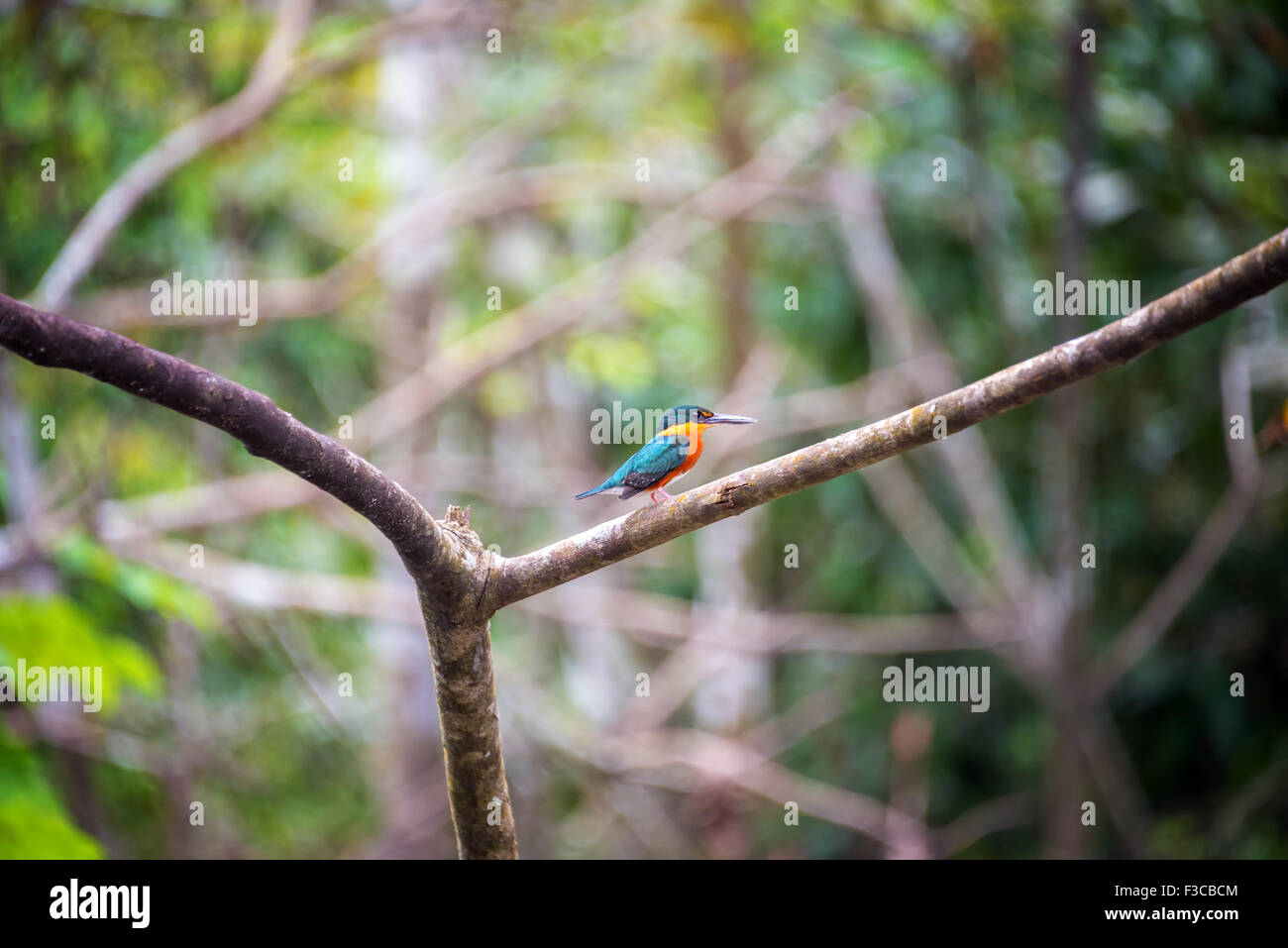 Eisvogel stehend auf einem Ast in der Amazonas-Regenwald in Peru Stockfoto