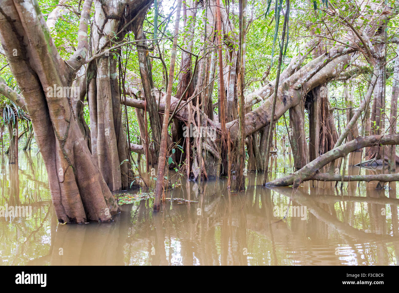 Bäume und verdrehten Reben in einem Fluss in den Amazonas-Regenwald in Peru Stockfoto