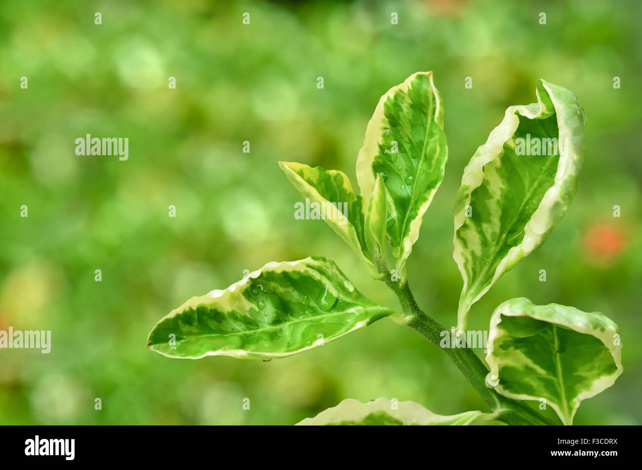 Redbird Kaktus auf grüner Natur Hintergrund Stockfoto