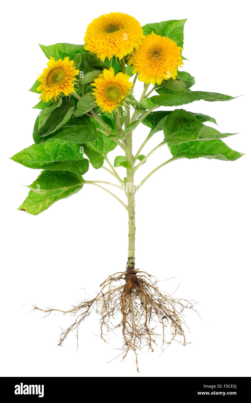 Echte umweltfreundliche Feld Sonnenblume mit Wurzeln und Blüten