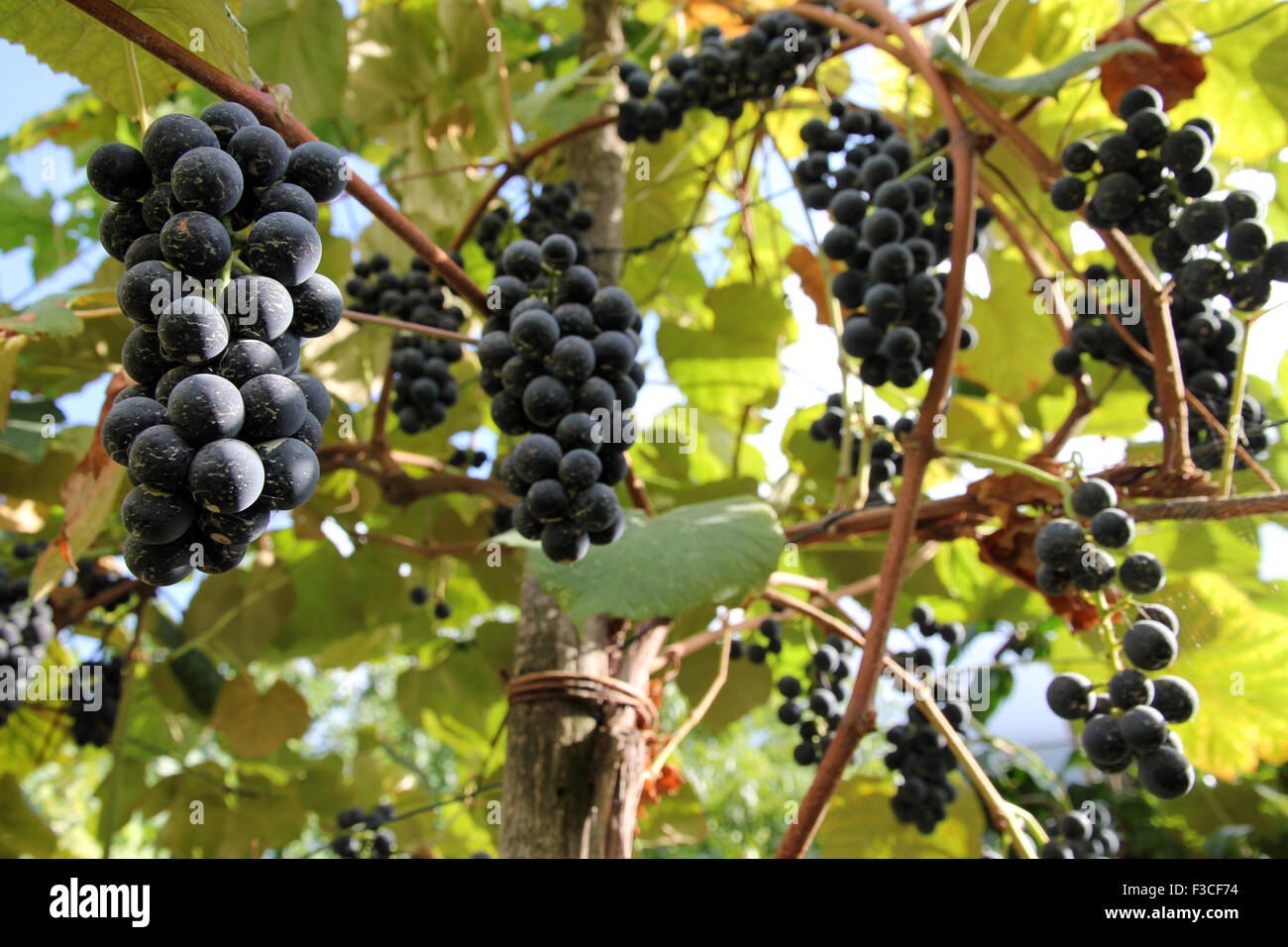 Trauben am Rebstock Moiano Kampanien Italien Stockfoto