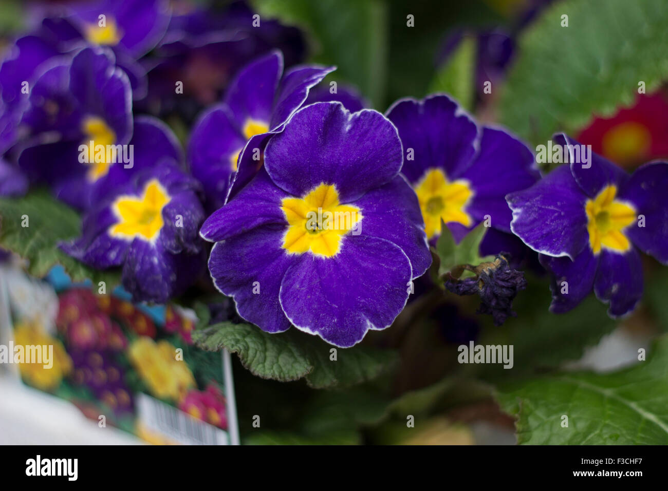 Schließen Sie herauf Bild der violetten und gelben Blume Stockfoto